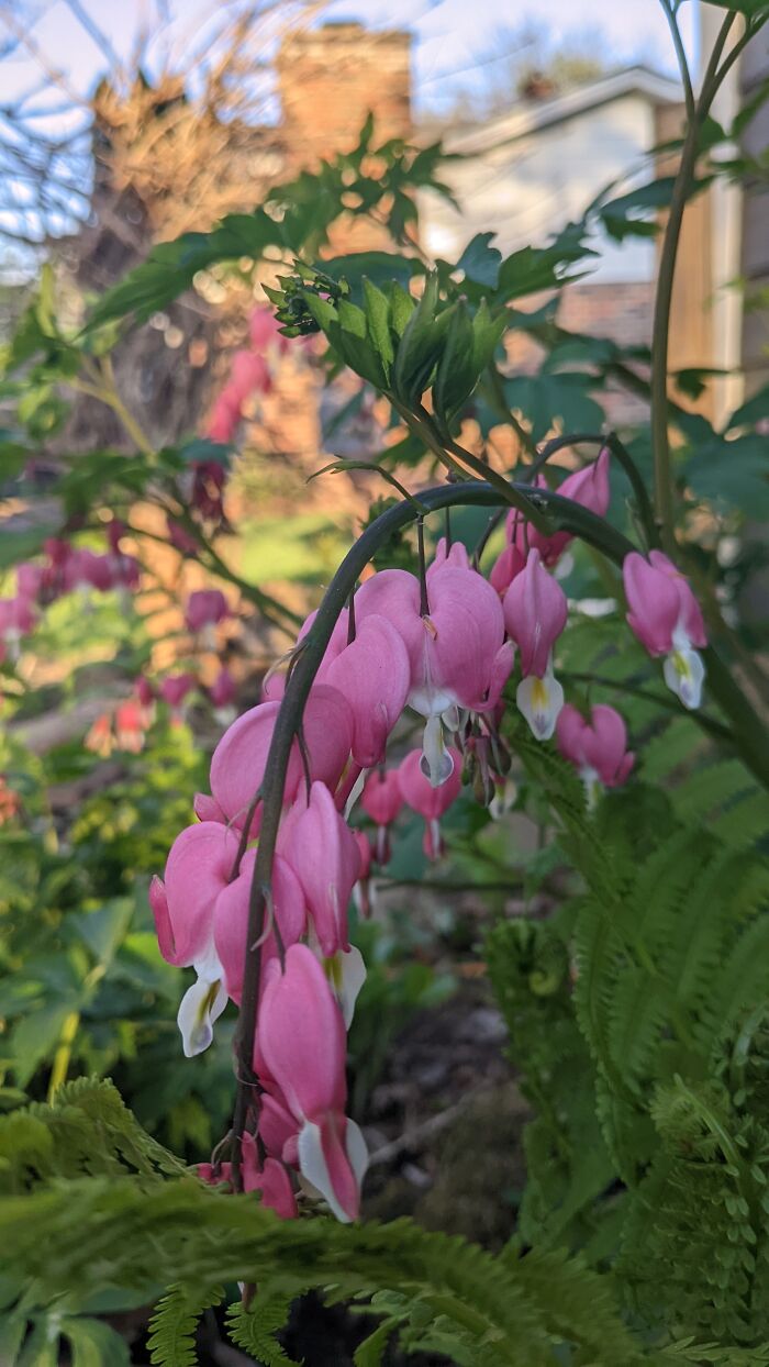 Bleeding Hearts!
