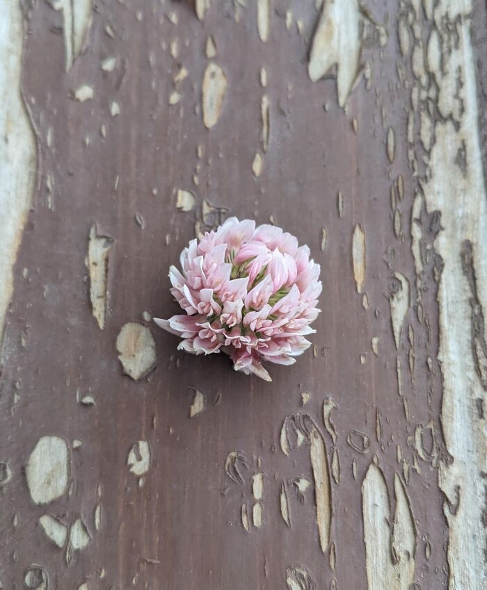 Alsike Clover, Found In The Wild In Colorado, USA