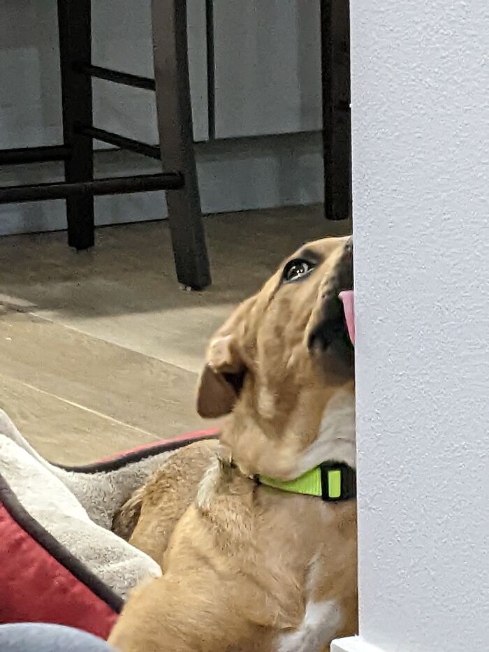 Caught Dog Eating Wall