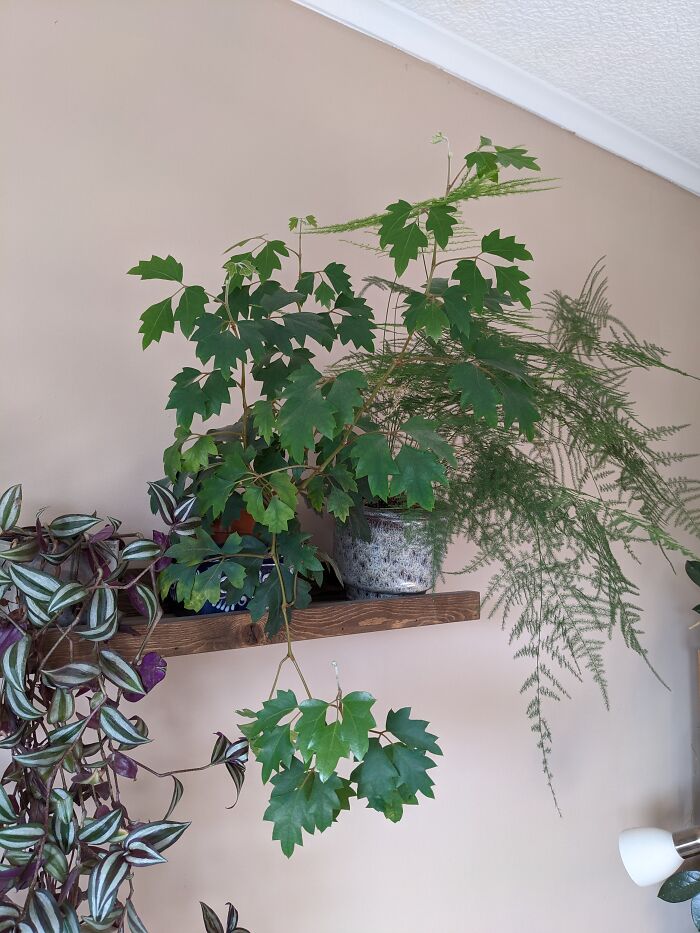 This Cissus I Managed To Grow From A Two-Leaved Piece Of Stem