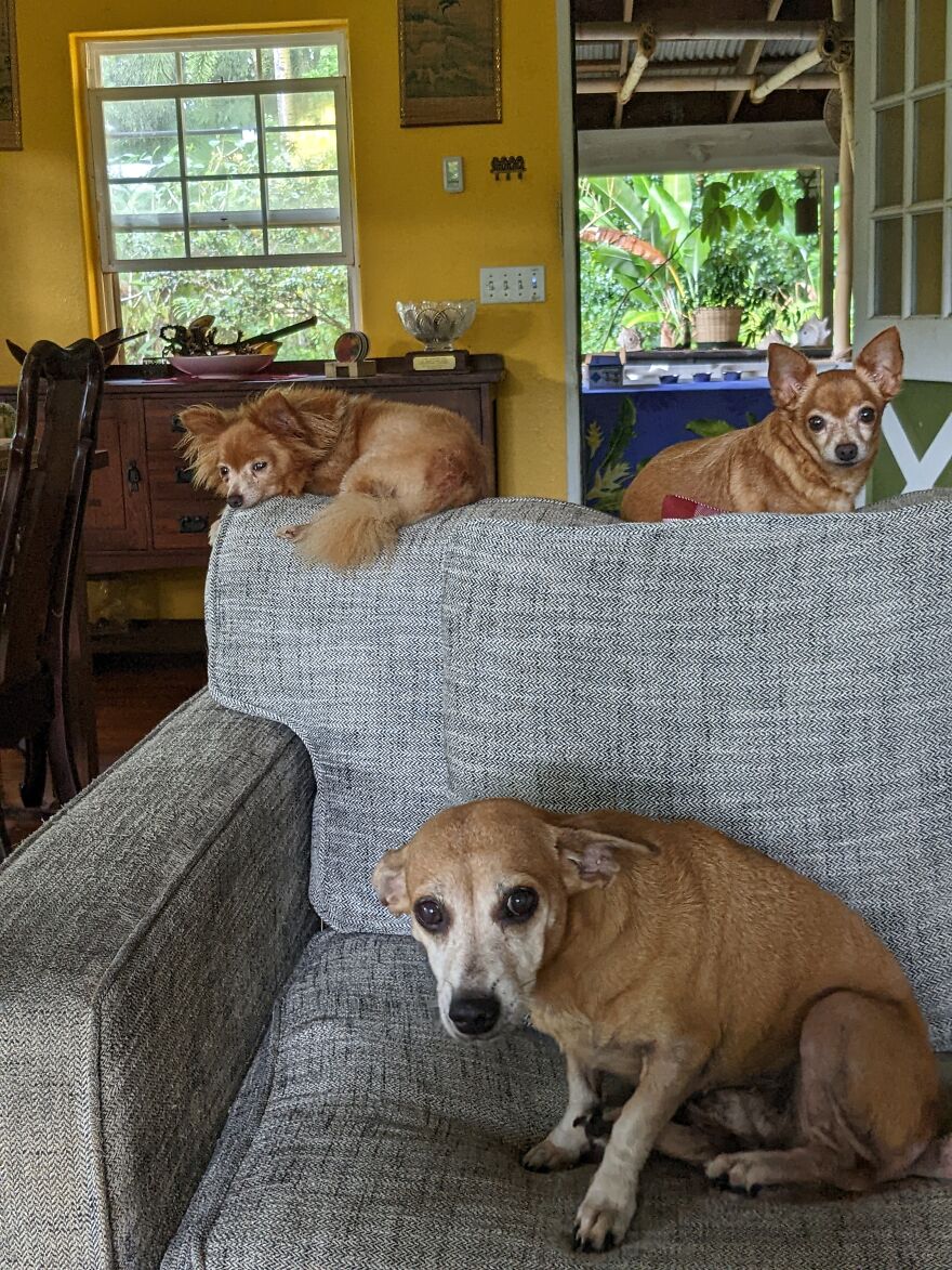 Some Of Our Fur Babies.