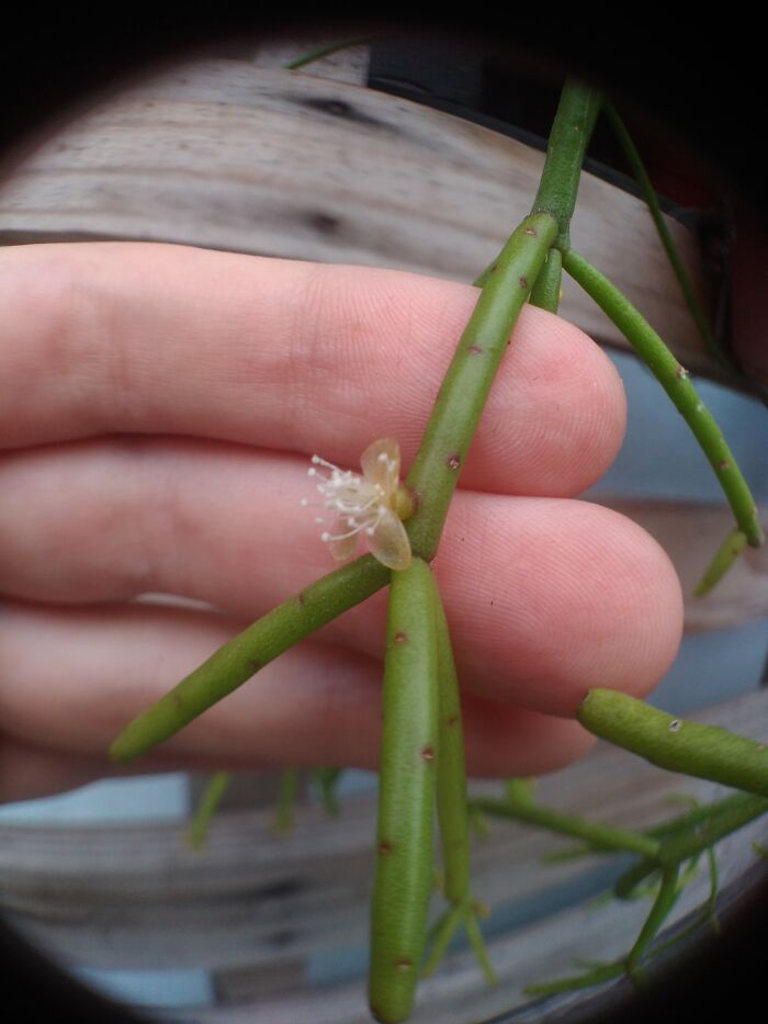 Collected From A Fallen Tree