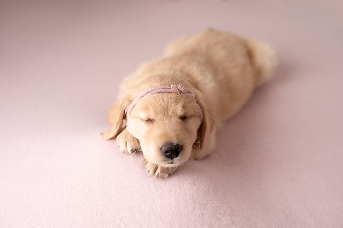 I Made A Newborn Photoshoot With A Golden Retriever Puppy (7 Pics)