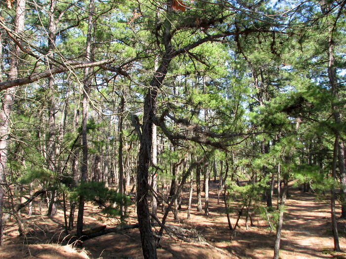 pine forest