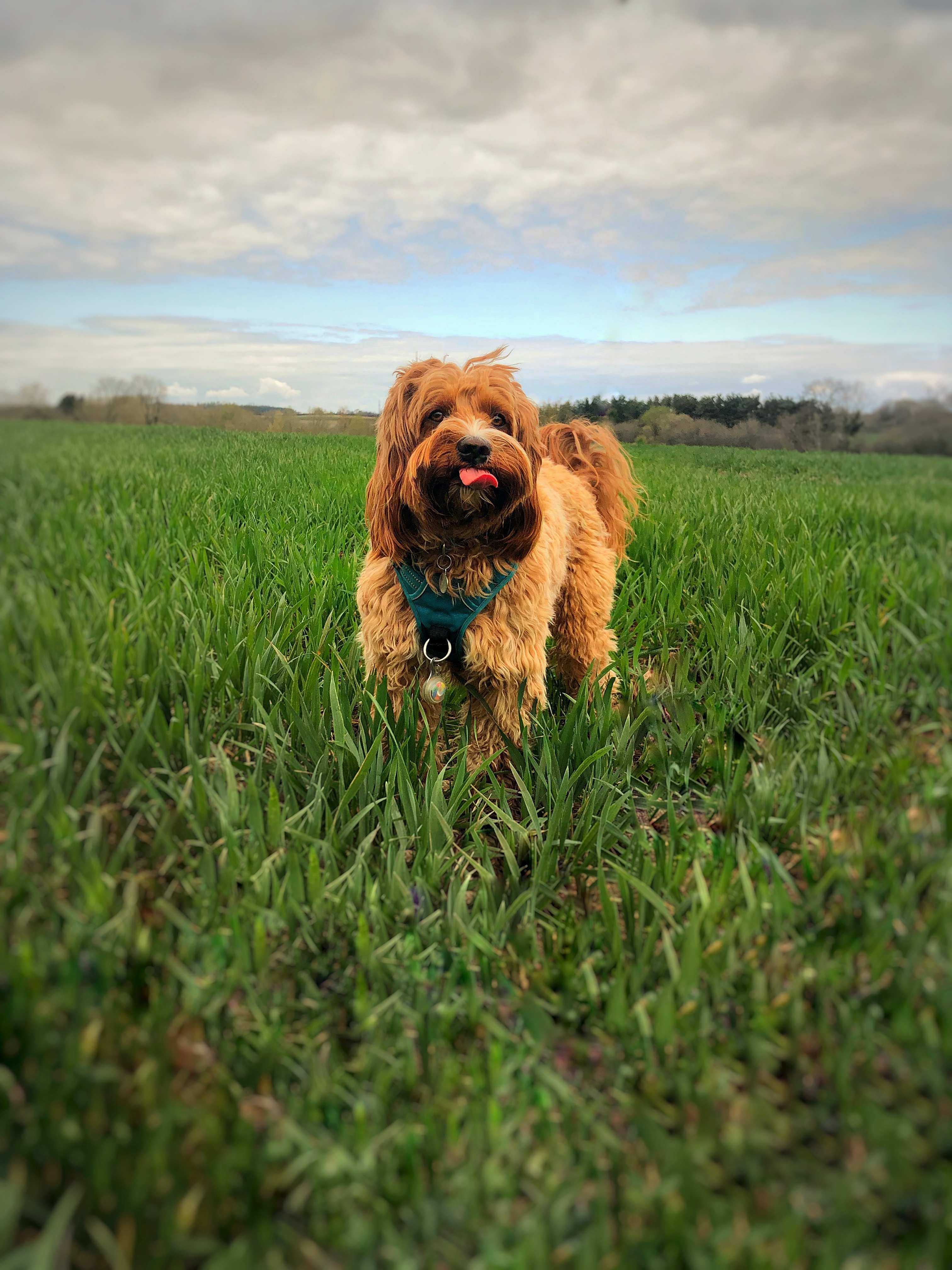 Post The Best Picture Of Your Dog