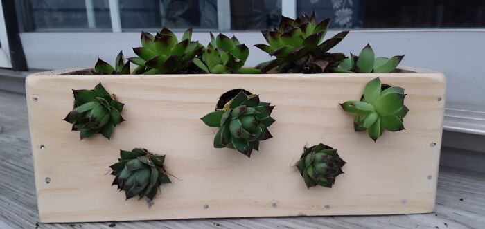 This Succulent Planter
