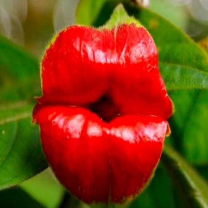 I Call This The Lip Flower