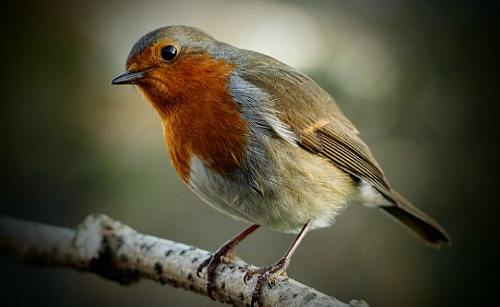 Robin In A Horror Film