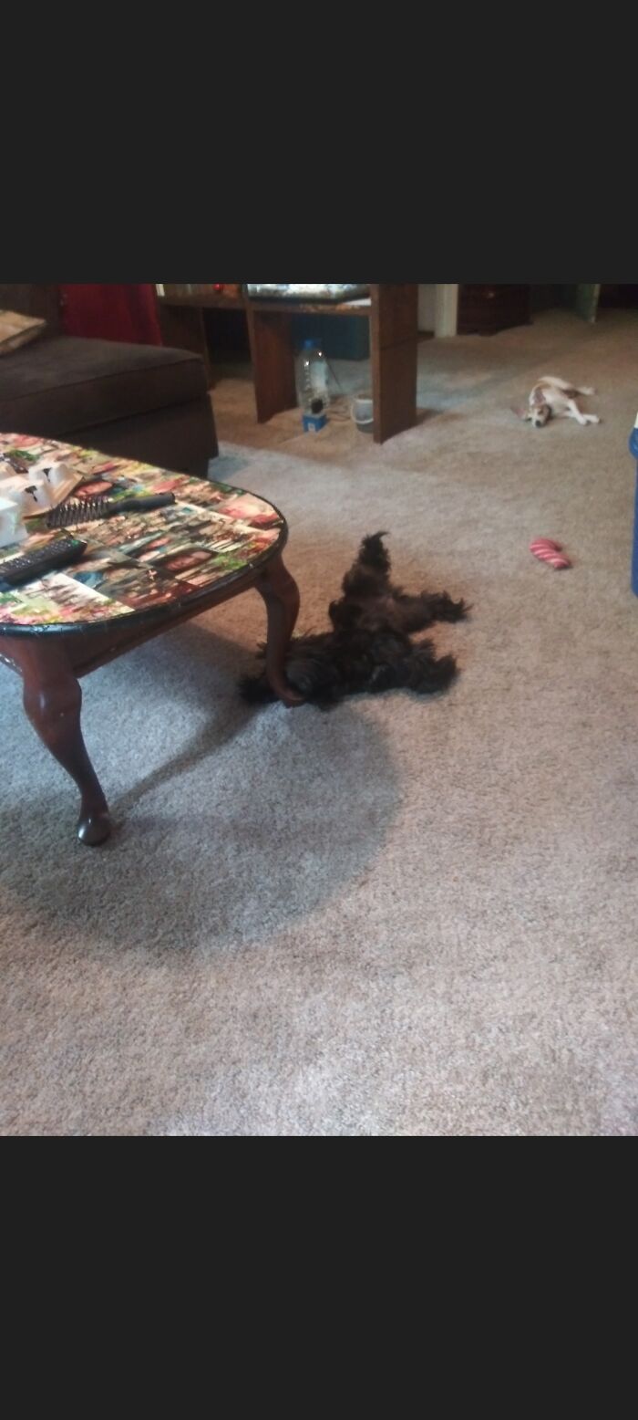 I Have A Pretty Dope Pet Goblin Named Ebony (The Fluffy Void Next To The Coffee Table)
