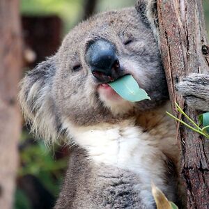 lenahellenbrook avatar