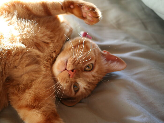 People Are Cracking Up At This Tweet In Which A Woman Tells How She Saw A Cat Being Escorted From A Botanical Garden People Are Cracking Up At This Tweet In Which A Woman Tells How She Saw A Cat Being Escorted From A Botanical Garden