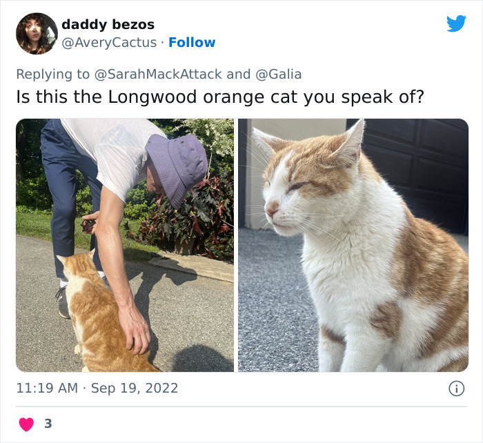 People Are Cracking Up At This Tweet In Which A Woman Tells How She Saw A Cat Being Escorted From A Botanical Garden People Are Cracking Up At This Tweet In Which A Woman Tells How She Saw A Cat Being Escorted From A Botanical Garden