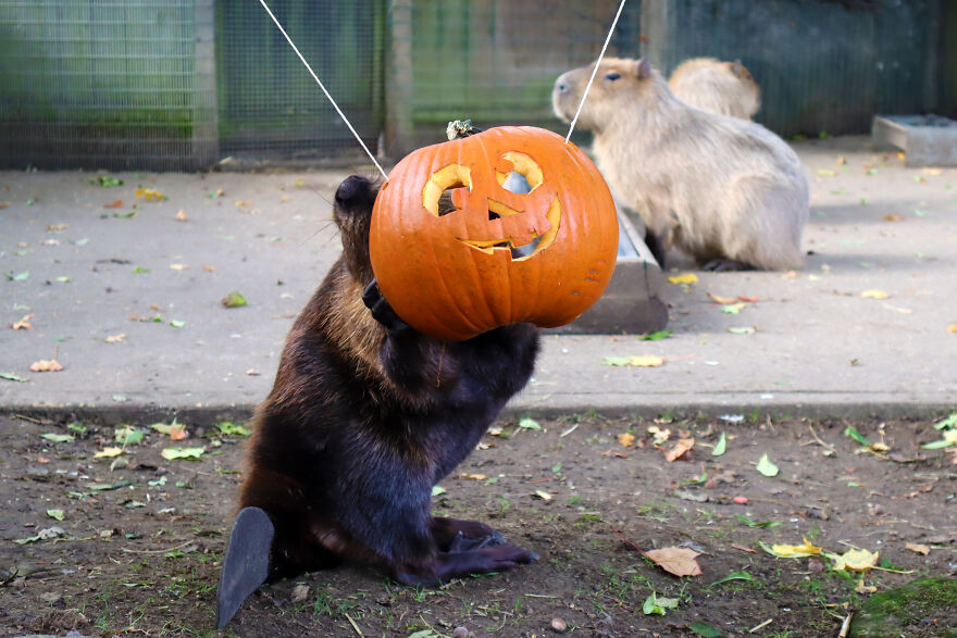 We Photographed Zoo Animals Wearing Pumpkins, And The Result Might Make You Smile