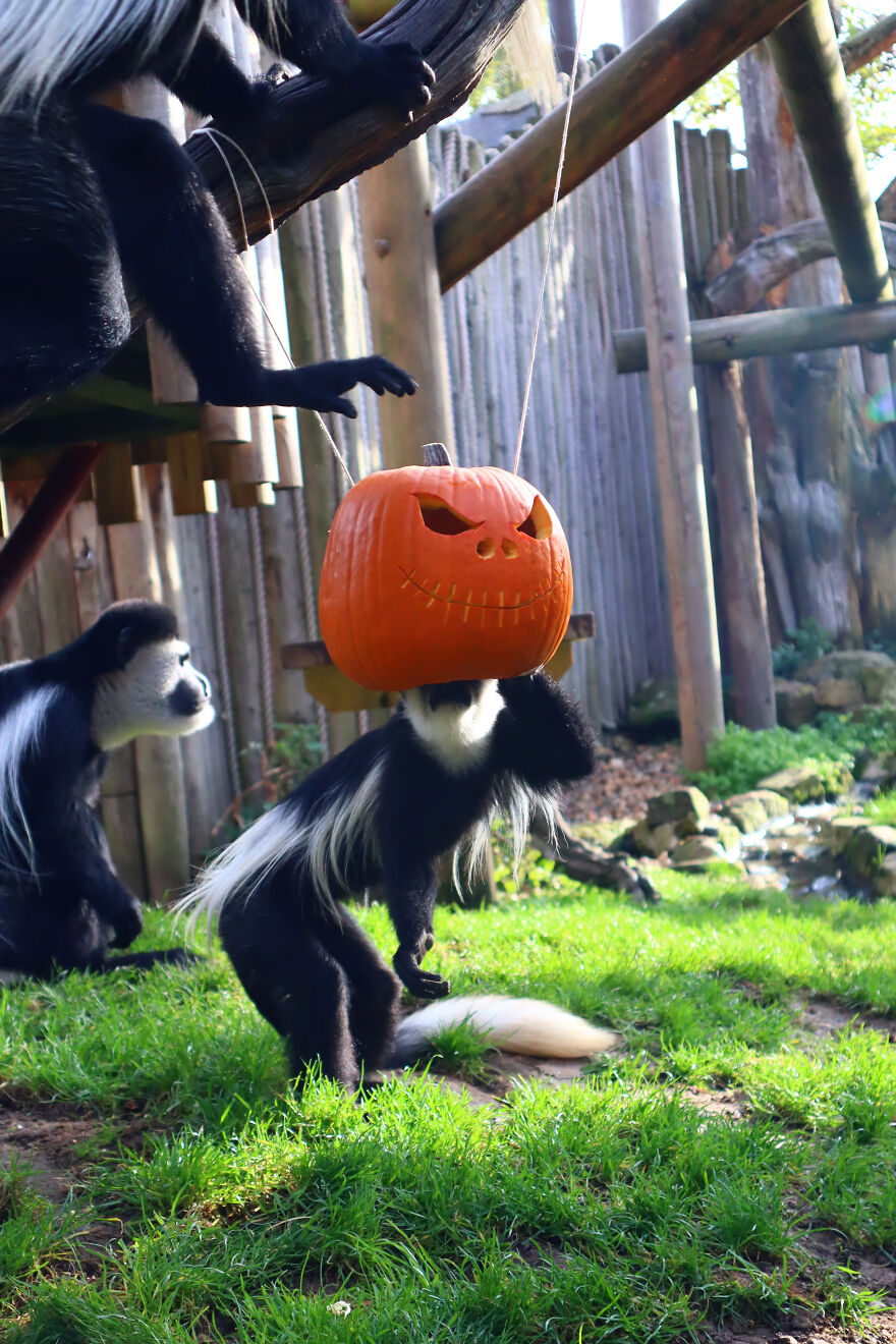 We Photographed Zoo Animals Wearing Pumpkins, And The Result Might Make You Smile