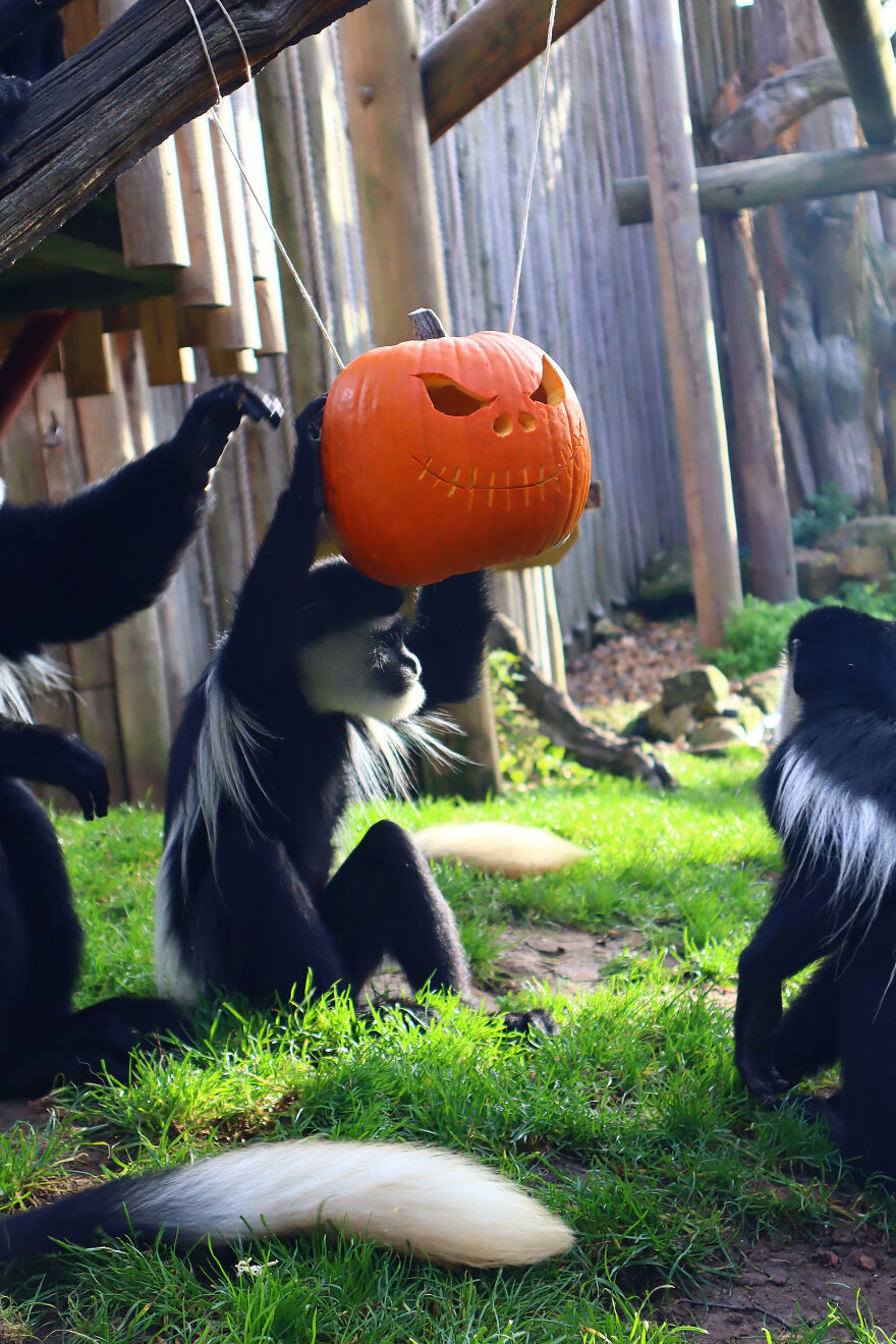 We Photographed Zoo Animals Wearing Pumpkins, And The Result Might Make You Smile