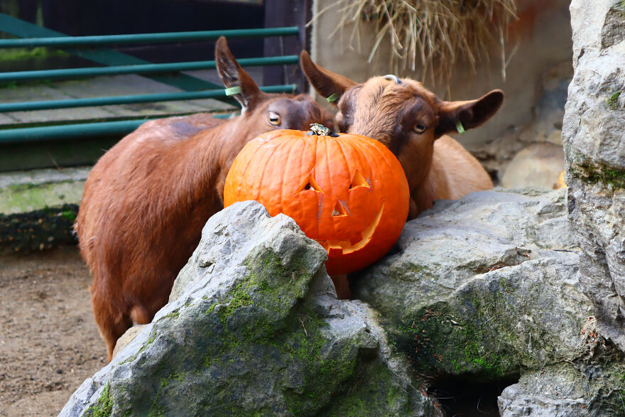 We Photographed Zoo Animals Wearing Pumpkins, And The Result Might Make You Smile