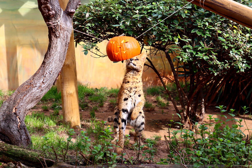 We Photographed Zoo Animals Wearing Pumpkins, And The Result Might Make You Smile