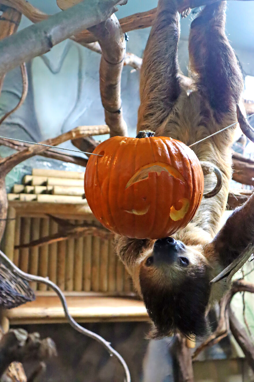 We Photographed Zoo Animals Wearing Pumpkins, And The Result Might Make You Smile