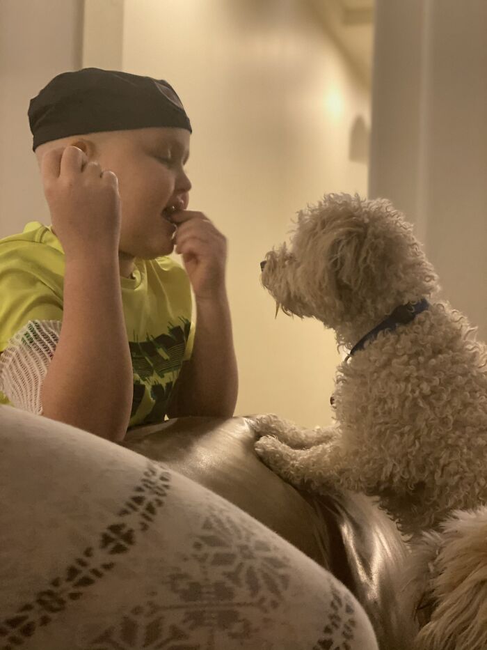 Dog Saved This Boy's Life (6 Pics)