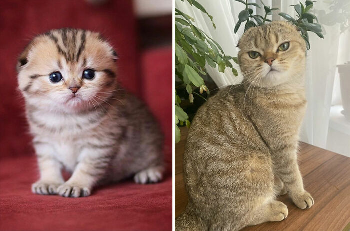 30 "Then And Now" Pics Of Adorable Kittens Turning Into Majestic Cats, As Shared On This "Cat Grows" Group