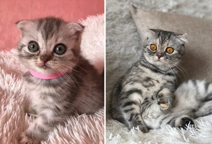 30 "Then And Now" Pics Of Adorable Kittens Turning Into Majestic Cats, As Shared On This "Cat Grows" Group
