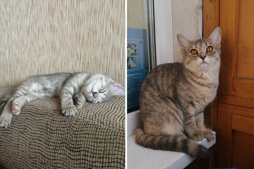 This Community Shows Kittens Then And Now (30 Pics)