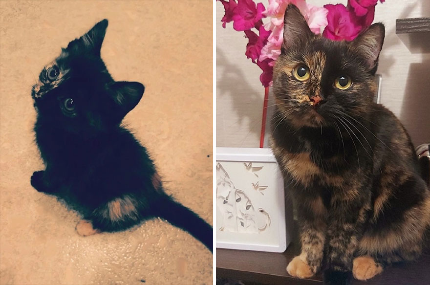 This Community Shows Kittens Then And Now (30 Pics)