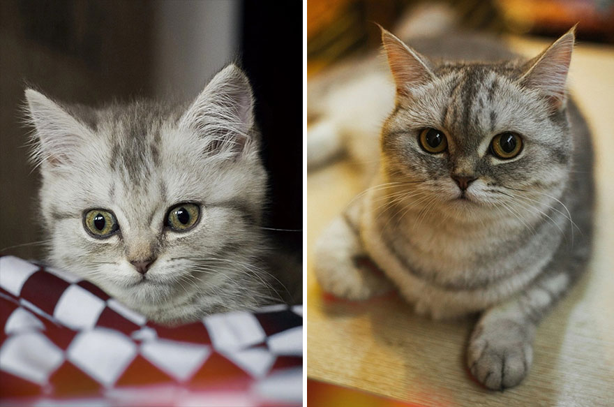 This Community Shows Kittens Then And Now (30 Pics)