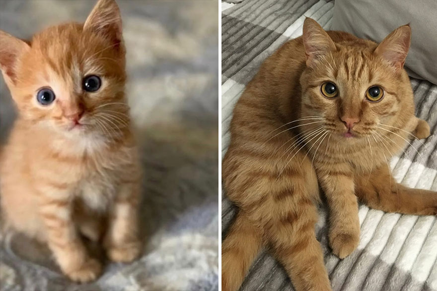 This Community Shows Kittens Then And Now (30 Pics)