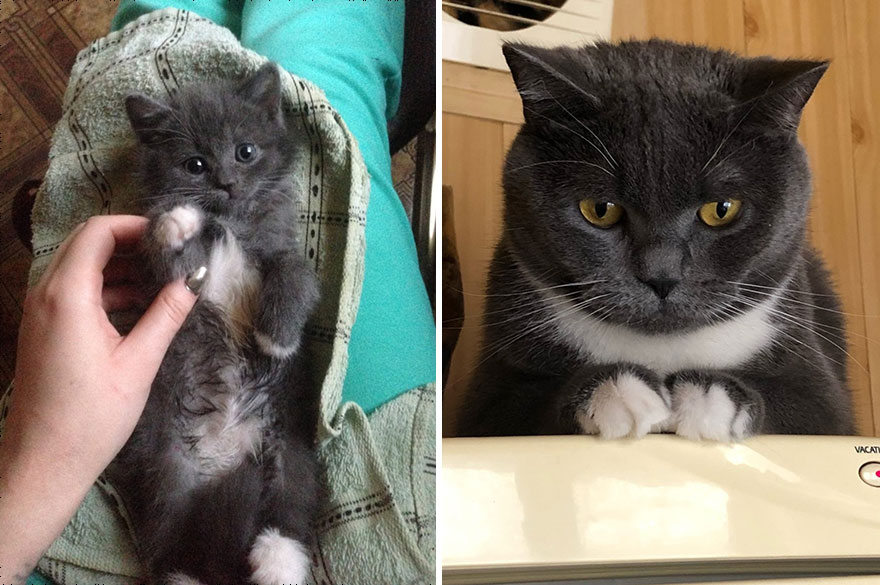 This Community Shows Kittens Then And Now (30 Pics)