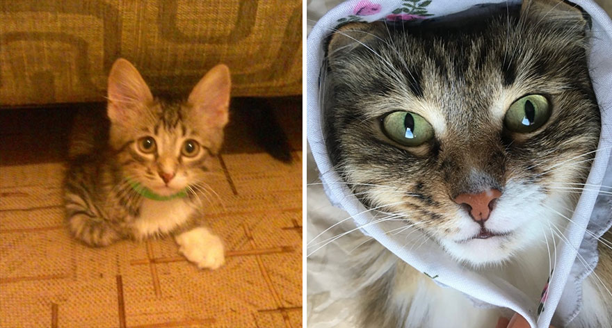 This Community Shows Kittens Then And Now (30 Pics)