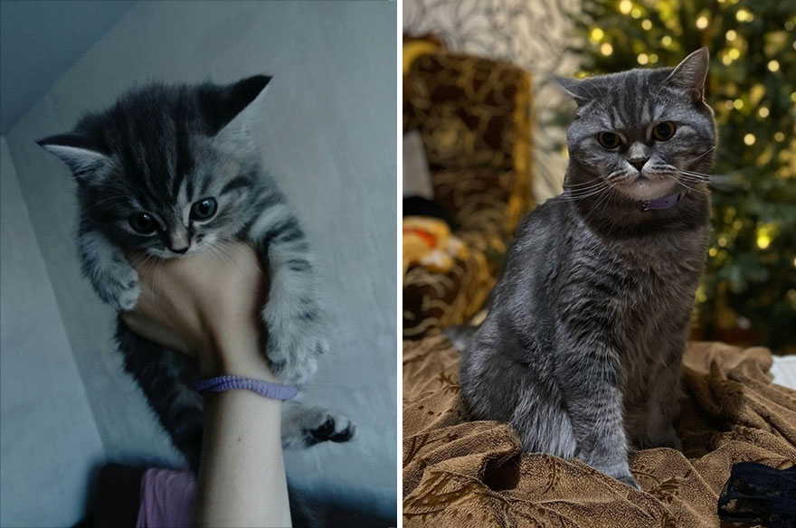 This Community Shows Kittens Then And Now (30 Pics)
