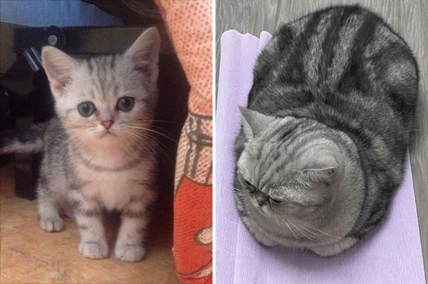 This Community Shows Kittens Then And Now (30 Pics)