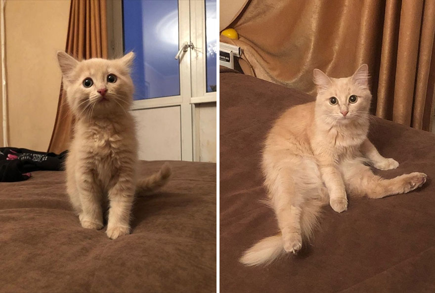 This Community Shows Kittens Then And Now (30 Pics)