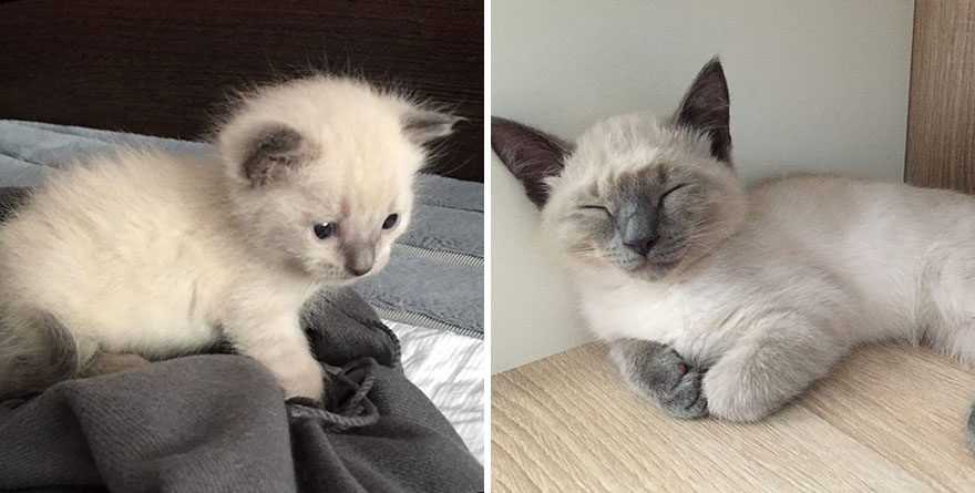 This Community Shows Kittens Then And Now (30 Pics)