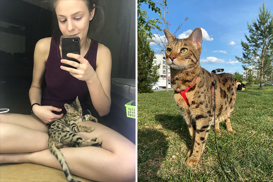 This Community Shows Kittens Then And Now (30 Pics)