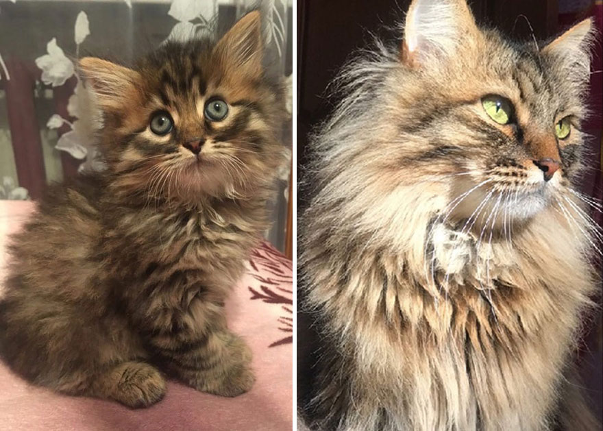 This Community Shows Kittens Then And Now (30 Pics)