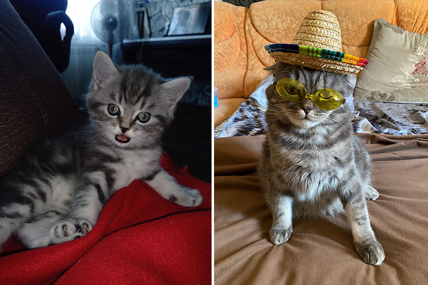 This Community Shows Kittens Then And Now (30 Pics)