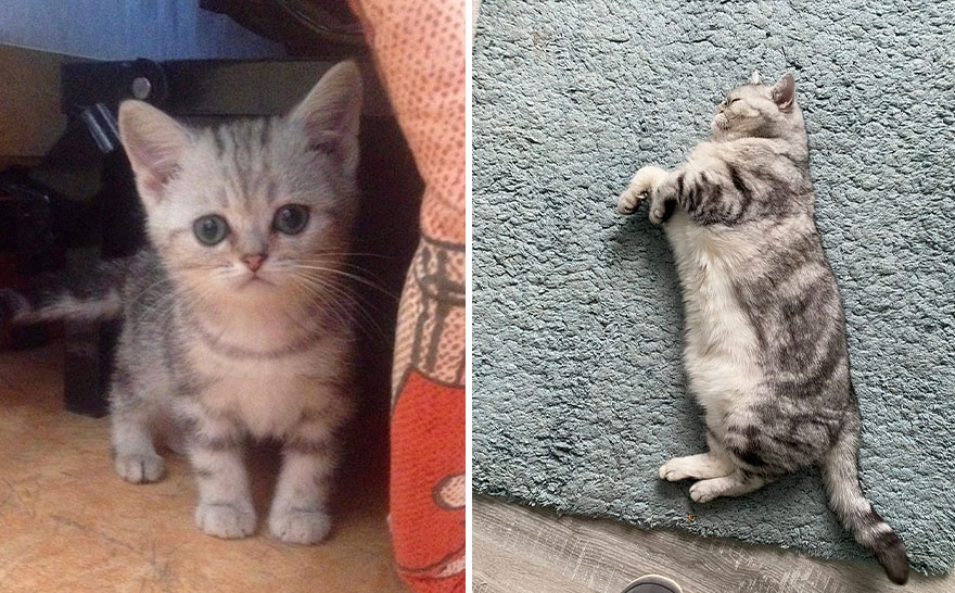 This Community Shows Kittens Then And Now (30 Pics)