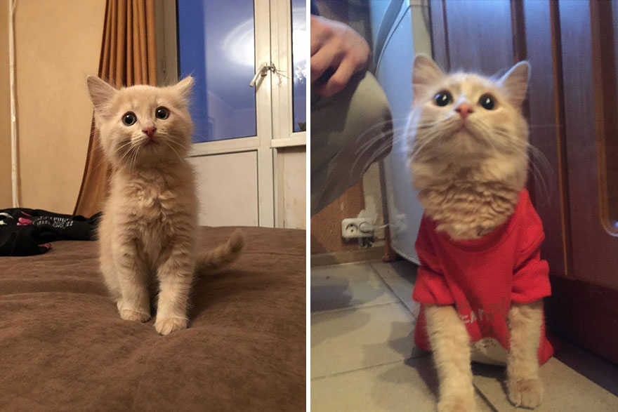This Community Shows Kittens Then And Now (30 Pics)