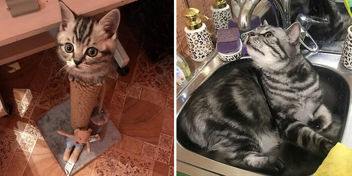 30 "Then And Now" Pics Of Adorable Kittens Turning Into Majestic Cats, As Shared On This "Cat Grows" Group