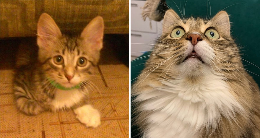 This Community Shows Kittens Then And Now (30 Pics)