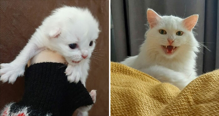 30 "Then And Now" Pics Of Adorable Kittens Turning Into Majestic Cats, As Shared On This "Cat Grows" Group