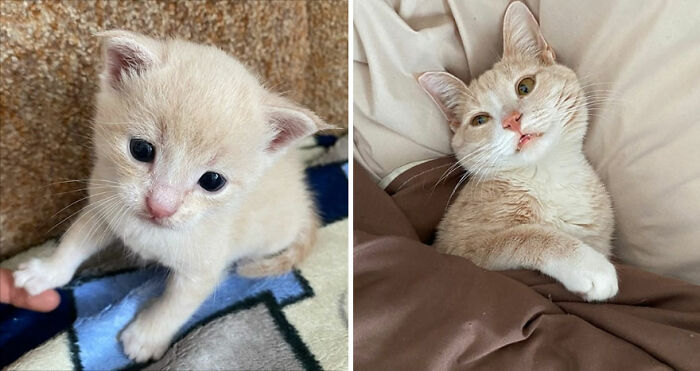 30 "Then And Now" Pics Of Adorable Kittens Turning Into Majestic Cats, As Shared On This "Cat Grows" Group