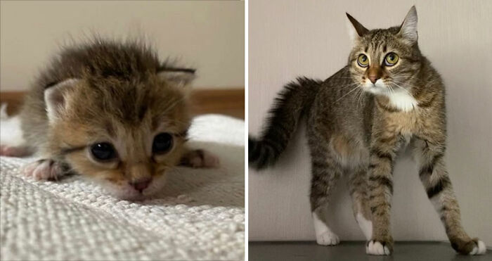 30 "Then And Now" Pics Of Adorable Kittens Turning Into Majestic Cats, As Shared On This "Cat Grows" Group