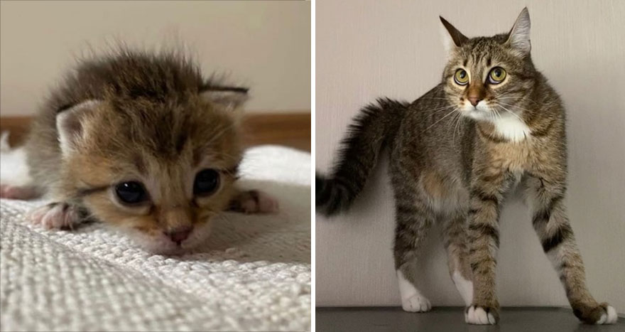 This Community Shows Kittens Then And Now (30 Pics)