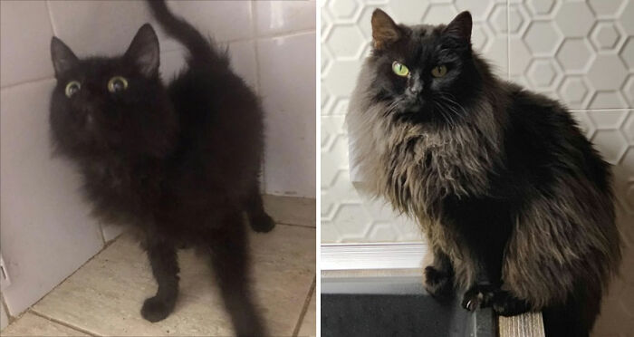 30 "Then And Now" Pics Of Adorable Kittens Turning Into Majestic Cats, As Shared On This "Cat Grows" Group