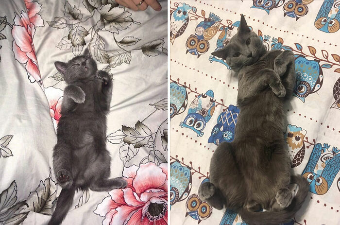 30 "Then And Now" Pics Of Adorable Kittens Turning Into Majestic Cats, As Shared On This "Cat Grows" Group