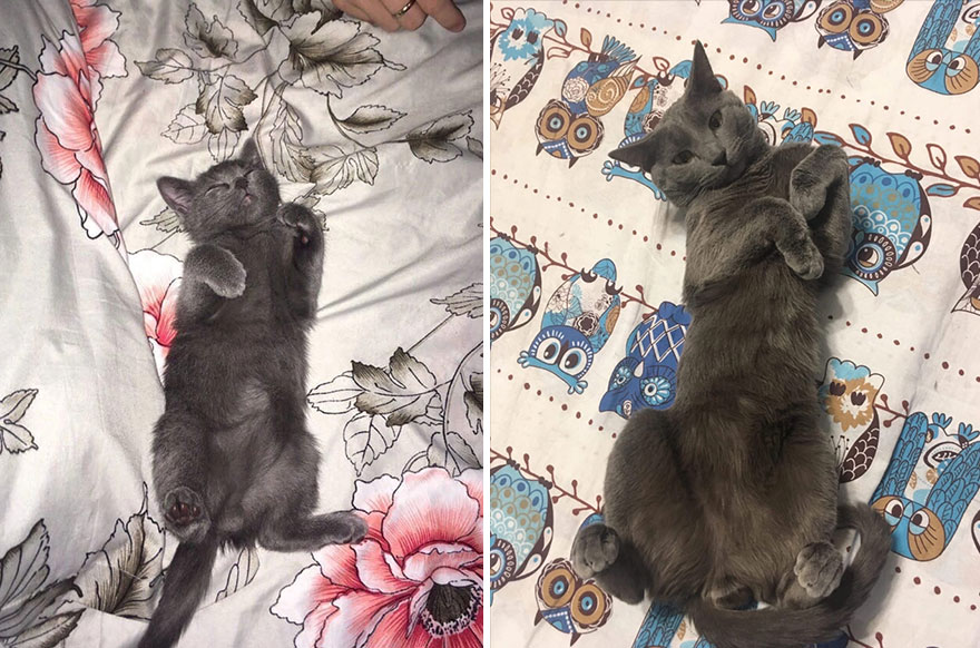 This Community Shows Kittens Then And Now (30 Pics)