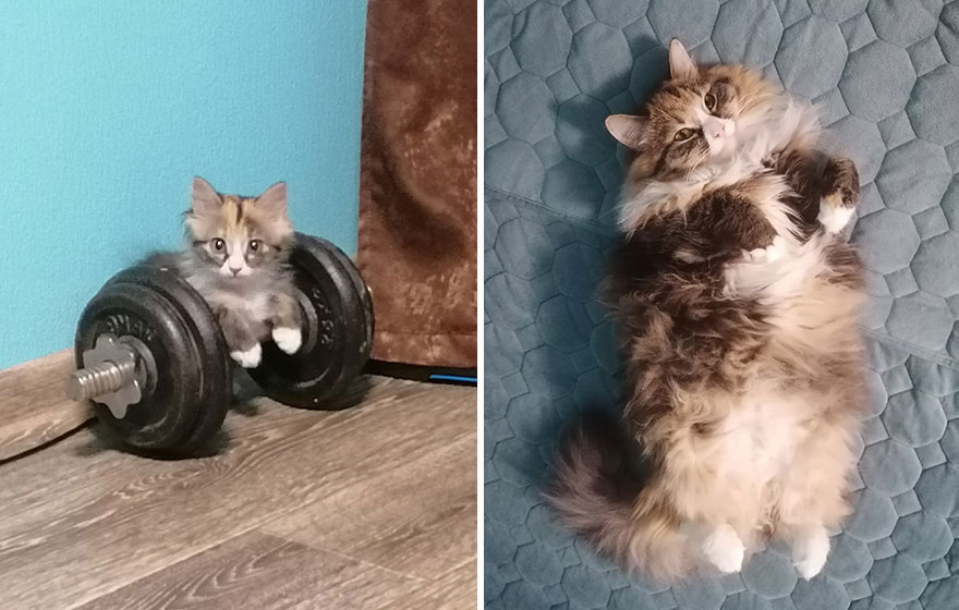 This Community Shows Kittens Then And Now (30 Pics)